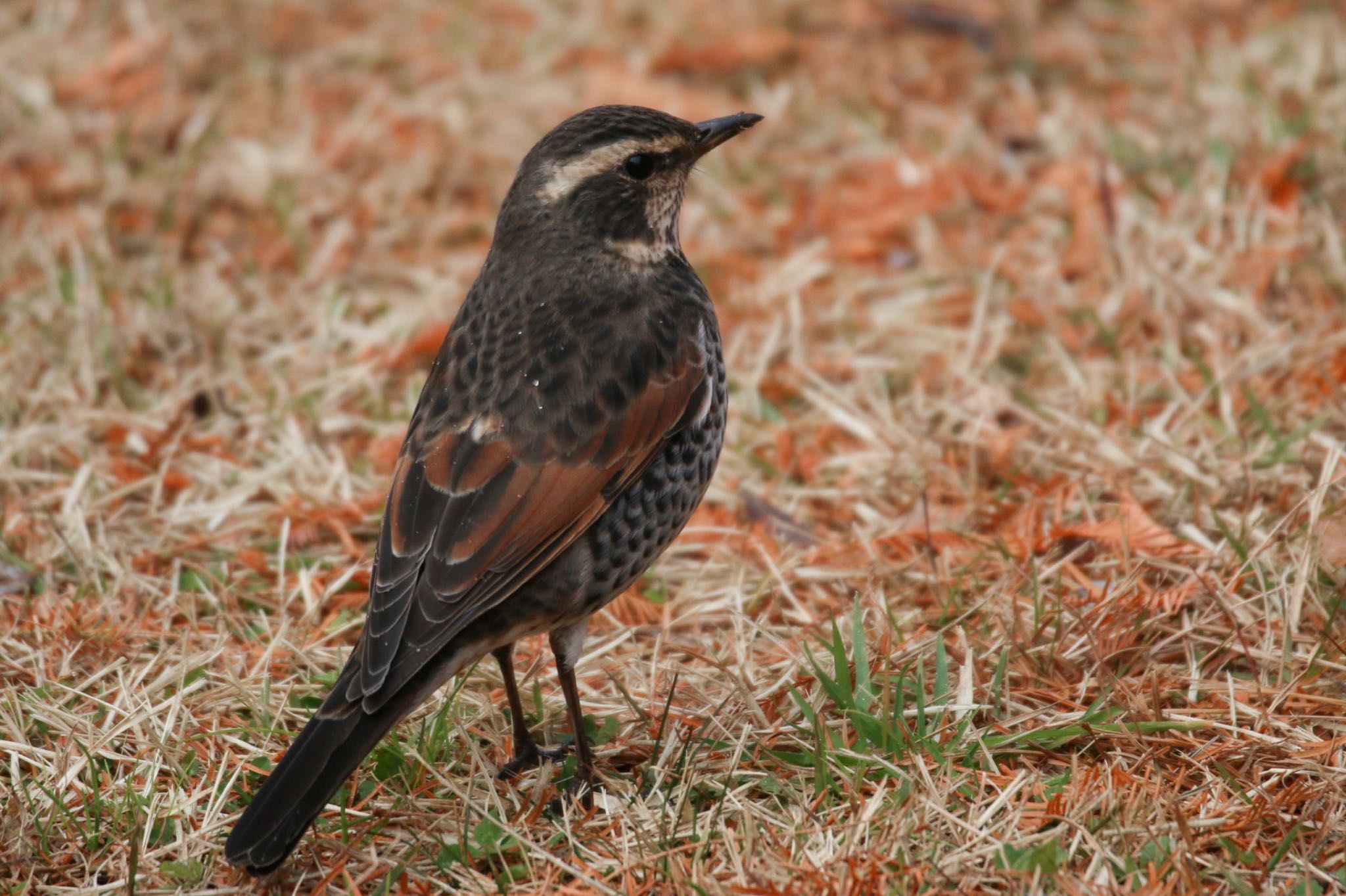 Photo of Dusky Thrush at 七北田公園 by あーるてぃ