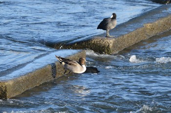 Sat, 11/28/2020 Birding report at 多摩川二ヶ領宿河原堰