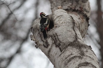 Great Spotted Woodpecker Nishioka Park Sat, 11/28/2020