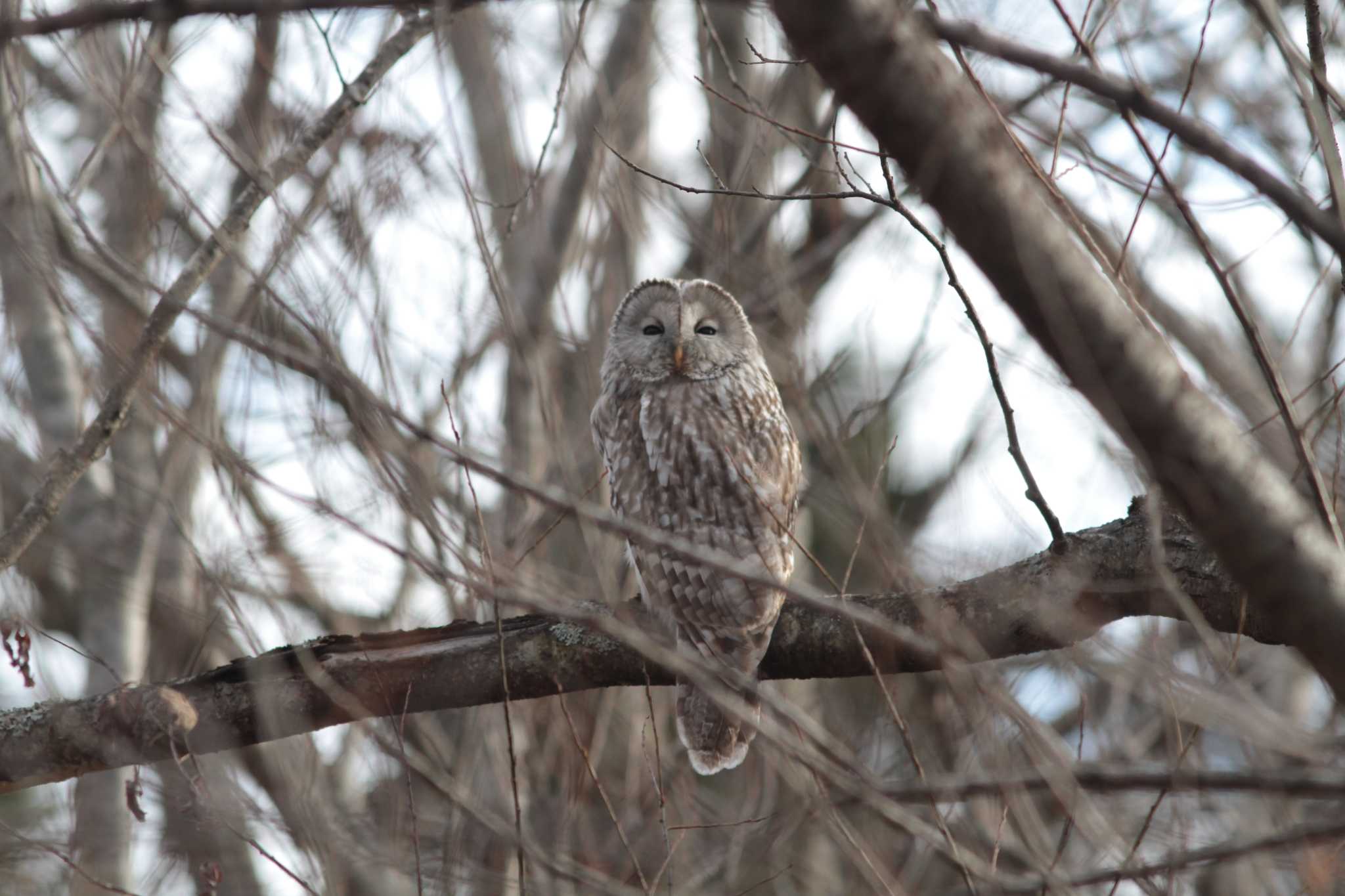 Photo of Ural Owl at Nishioka Park by contador