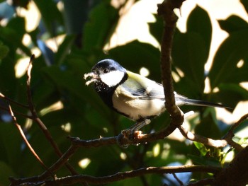 シジュウカラ 東京港野鳥公園 2020年11月28日(土)