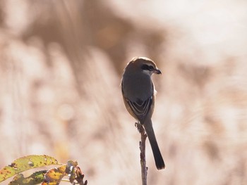 2020年11月28日(土) ふなばし三番瀬海浜公園の野鳥観察記録
