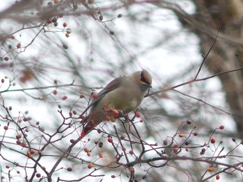 2020年11月28日(土) 野幌森林公園の野鳥観察記録