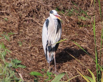 2020年11月28日(土) 境川遊水地公園の野鳥観察記録