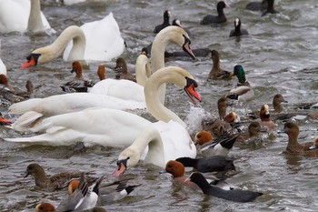 Mute Swan Yamanakako Lake Thu, 3/19/2015