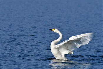 コハクチョウ 湖北湖岸 2020年11月27日(金)