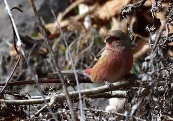 2020年11月28日(土) 嵯峨塩林道の野鳥観察記録