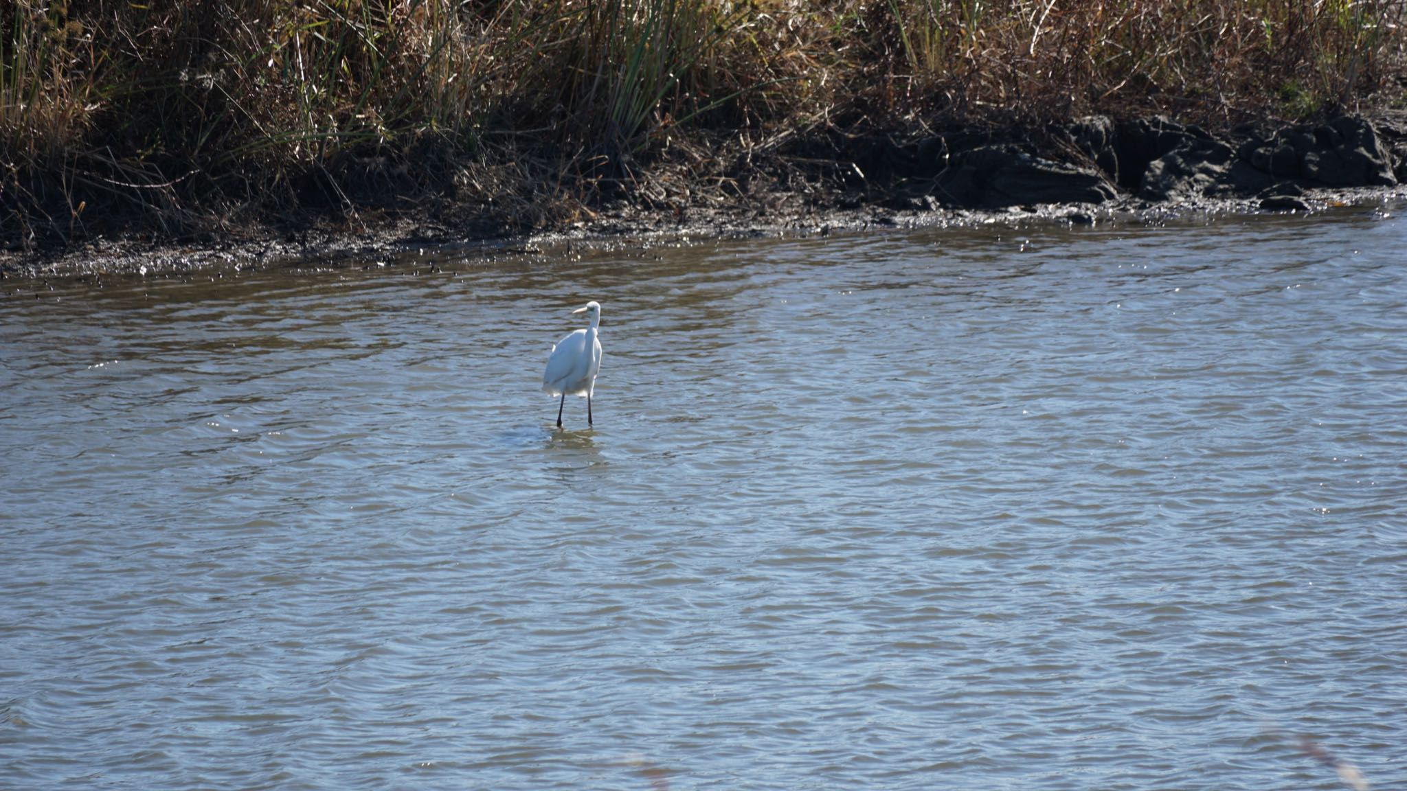 ダイサギ