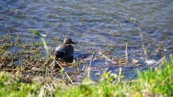 オカヨシガモ 芝川第一調節池(芝川貯水池) 2020年11月28日(土)