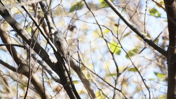 ヒヨドリ 芝川第一調節池(芝川貯水池) 2020年11月28日(土)