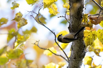 Long-tailed Tit Unknown Spots Thu, 10/20/2016