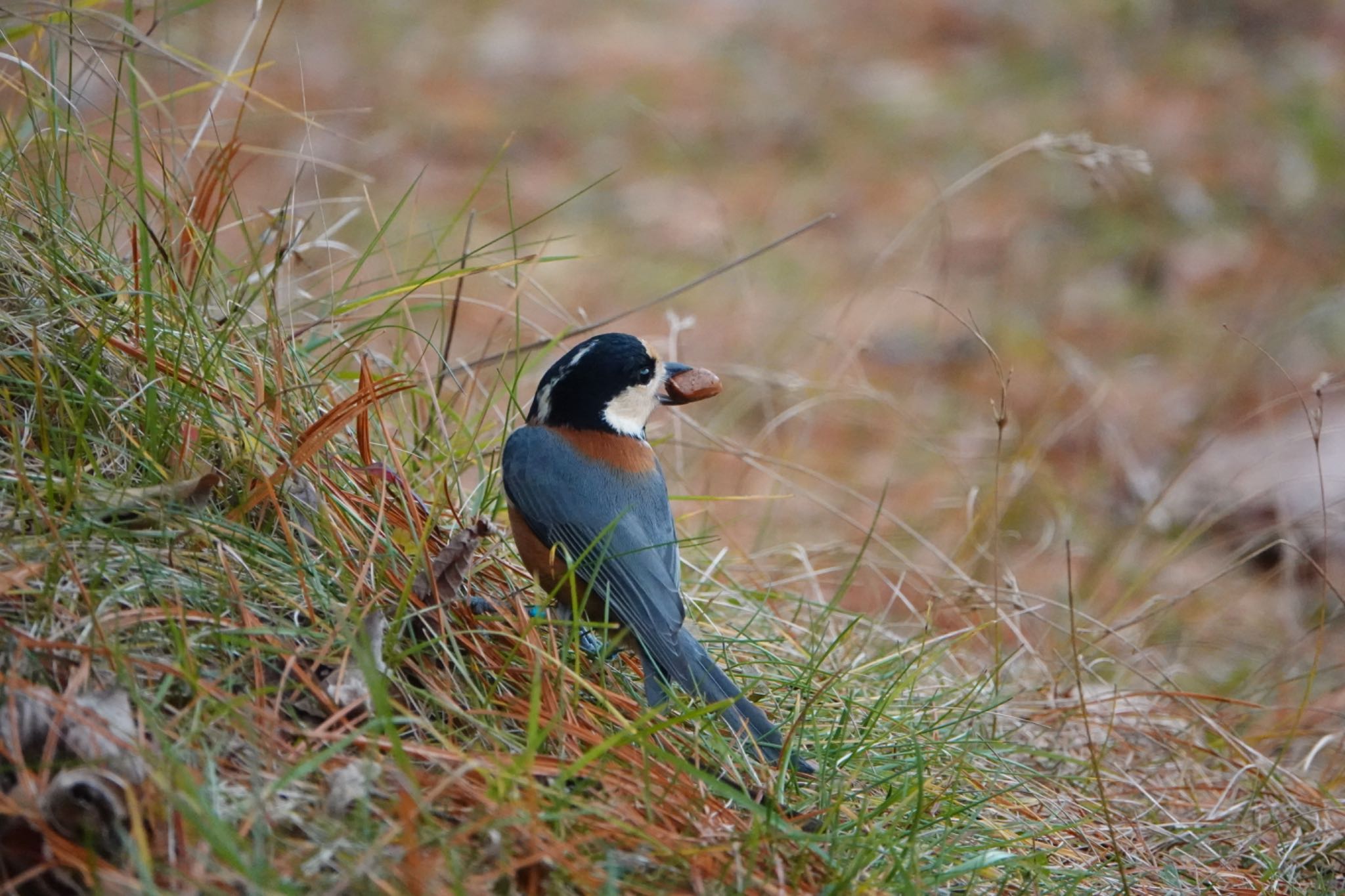 Photo of Varied Tit at Tomakomai Experimental Forest by ひじり