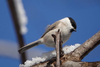 2020年11月23日(月) 真駒内公園の野鳥観察記録