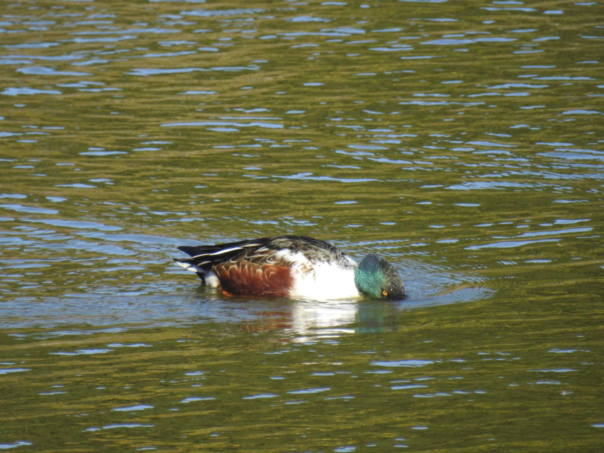 東京港野鳥公園 ハシビロガモの写真 by Kozakuraband