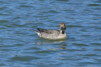 Sat, 11/28/2020 Birding report at Ukima Park