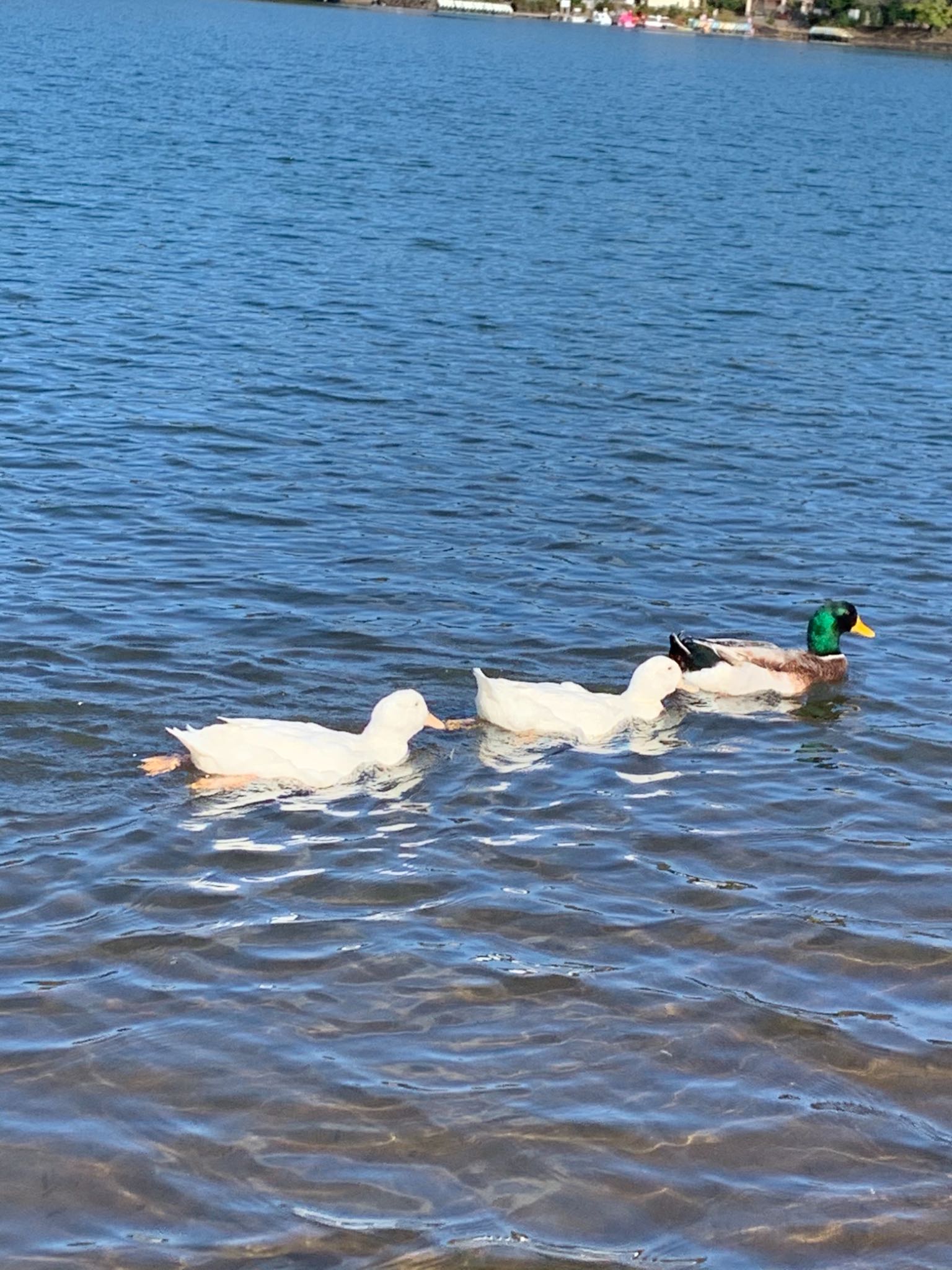 Photo of Domestic duck at 一碧湖