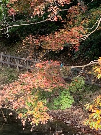 カワセミ 一碧湖 2020年11月28日(土)