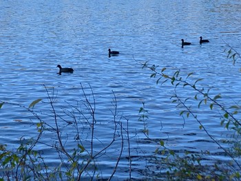 Eurasian Coot 一碧湖 Sat, 11/28/2020