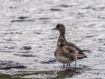 Eurasian Wigeon 武庫川 Sat, 11/28/2020