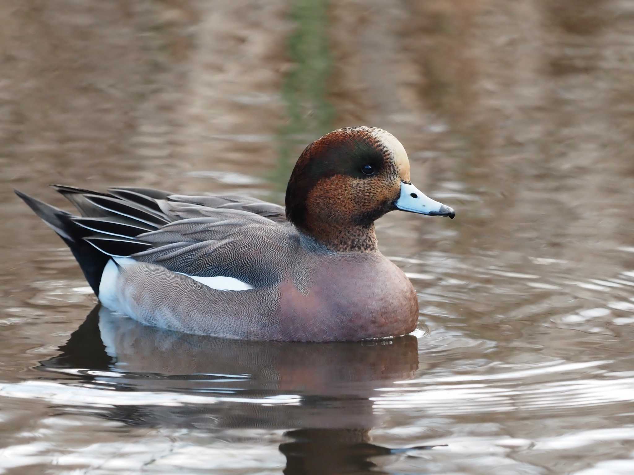 Photo of Eurasian Wigeon at 泉の森公園 by シロチ