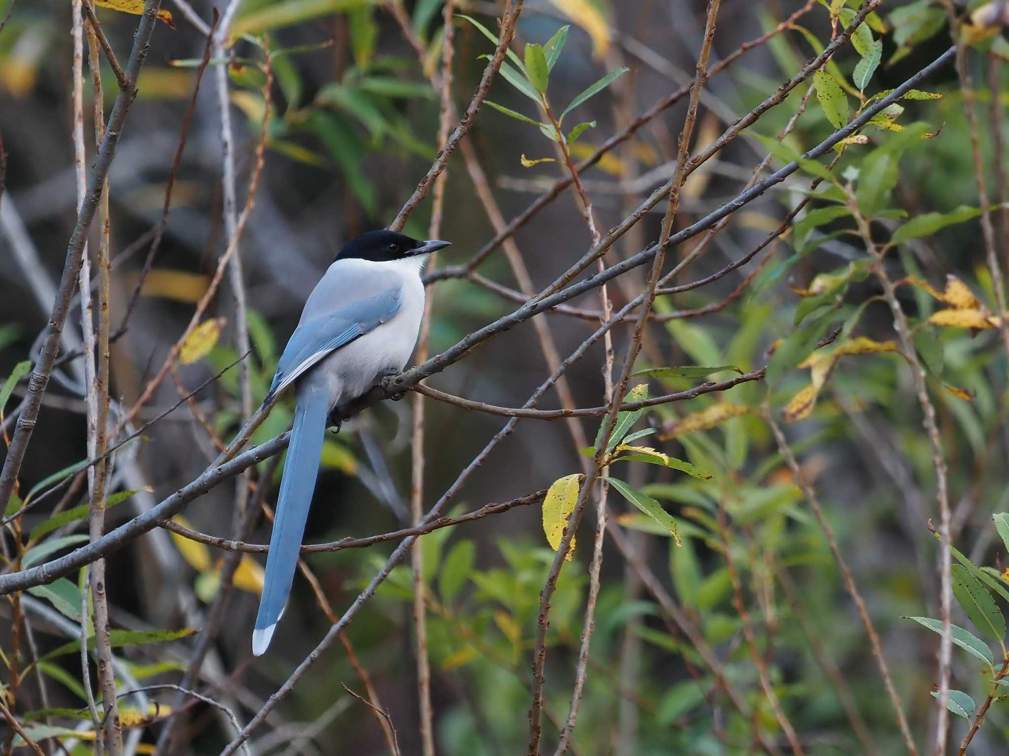 Photo of Azure-winged Magpie at 泉の森公園 by シロチ