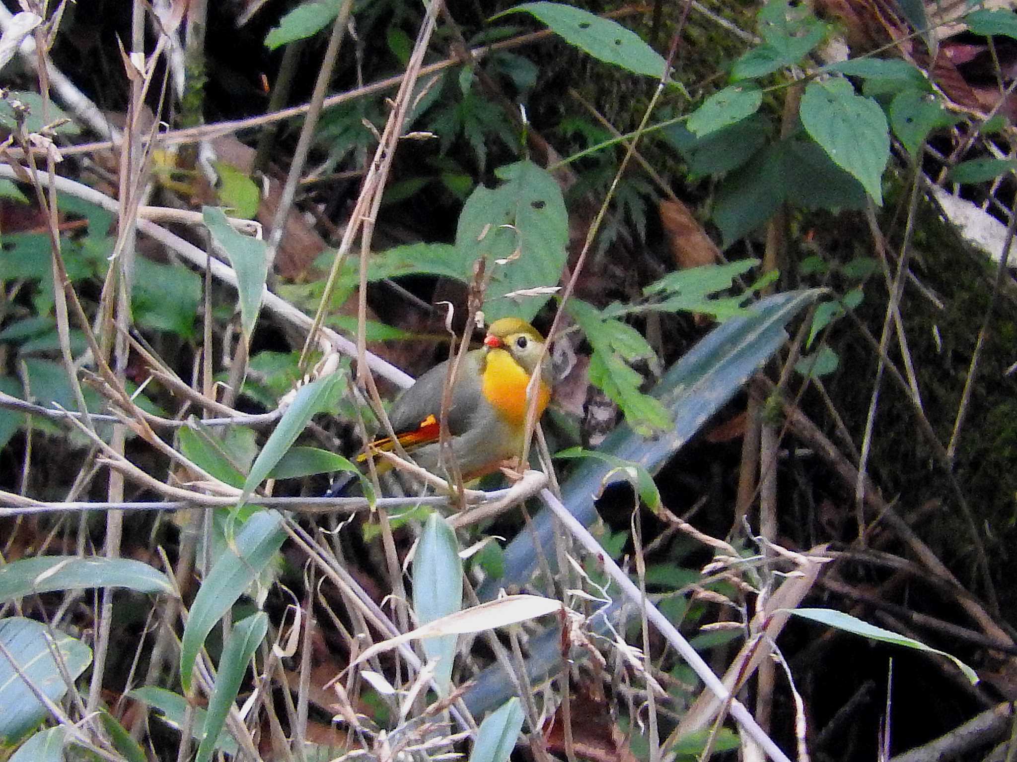 Photo of Red-billed Leiothrix at 段戸裏谷