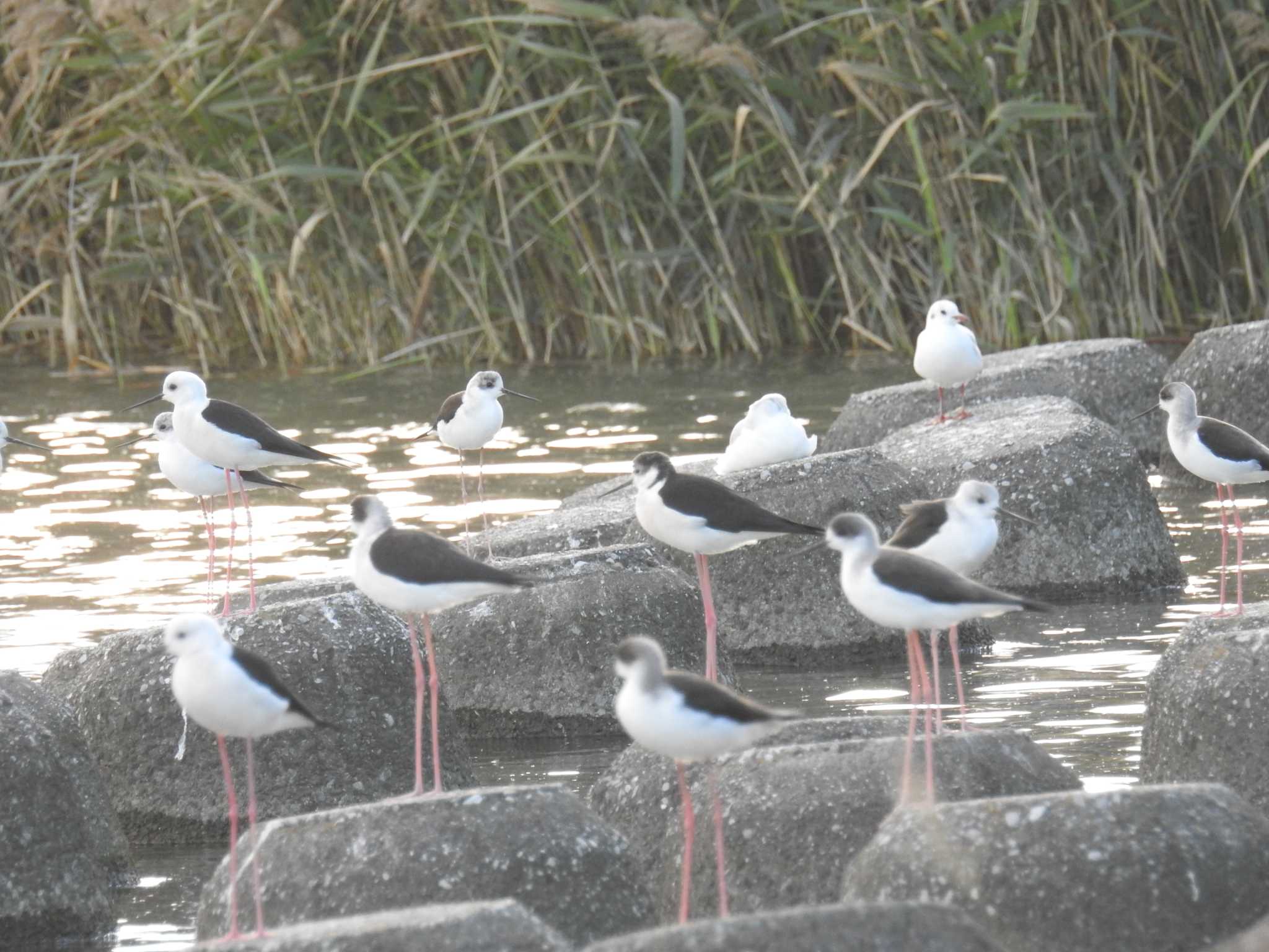 Photo of Black-winged Stilt at 六郷橋緑地 by Kozakuraband