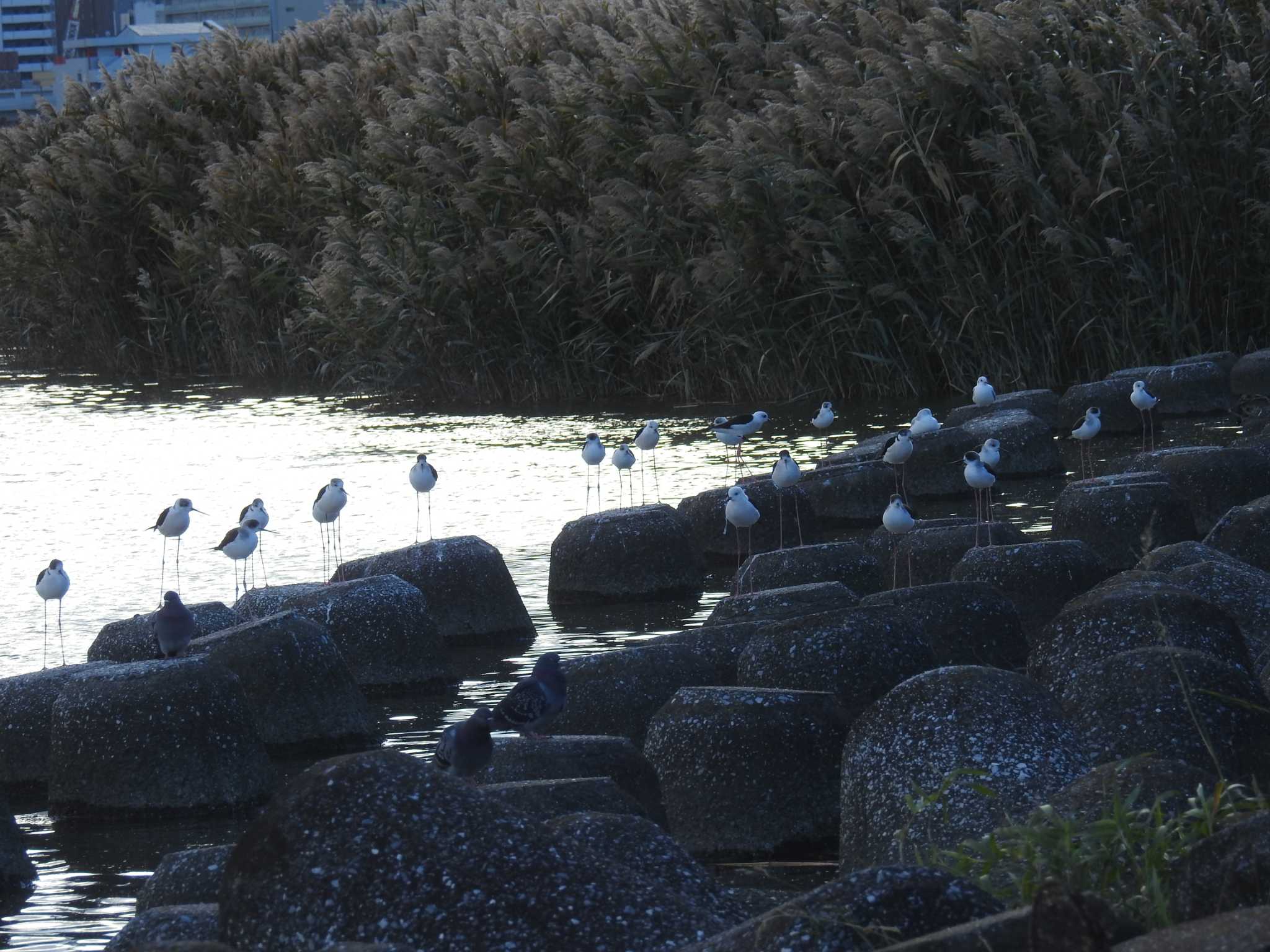 Photo of Black-winged Stilt at 六郷橋緑地