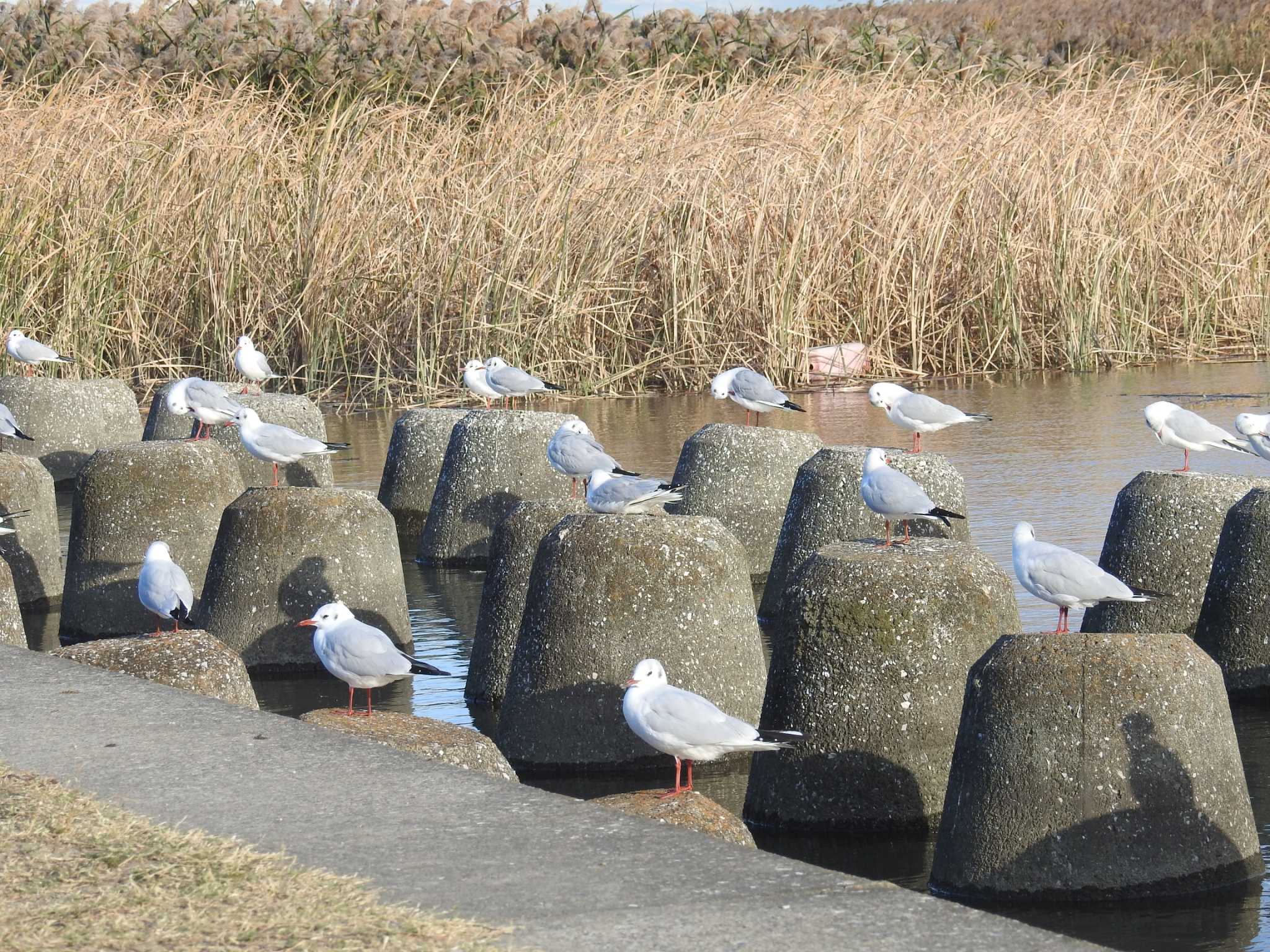 Photo of Black-headed Gull at 六郷橋緑地 by Kozakuraband