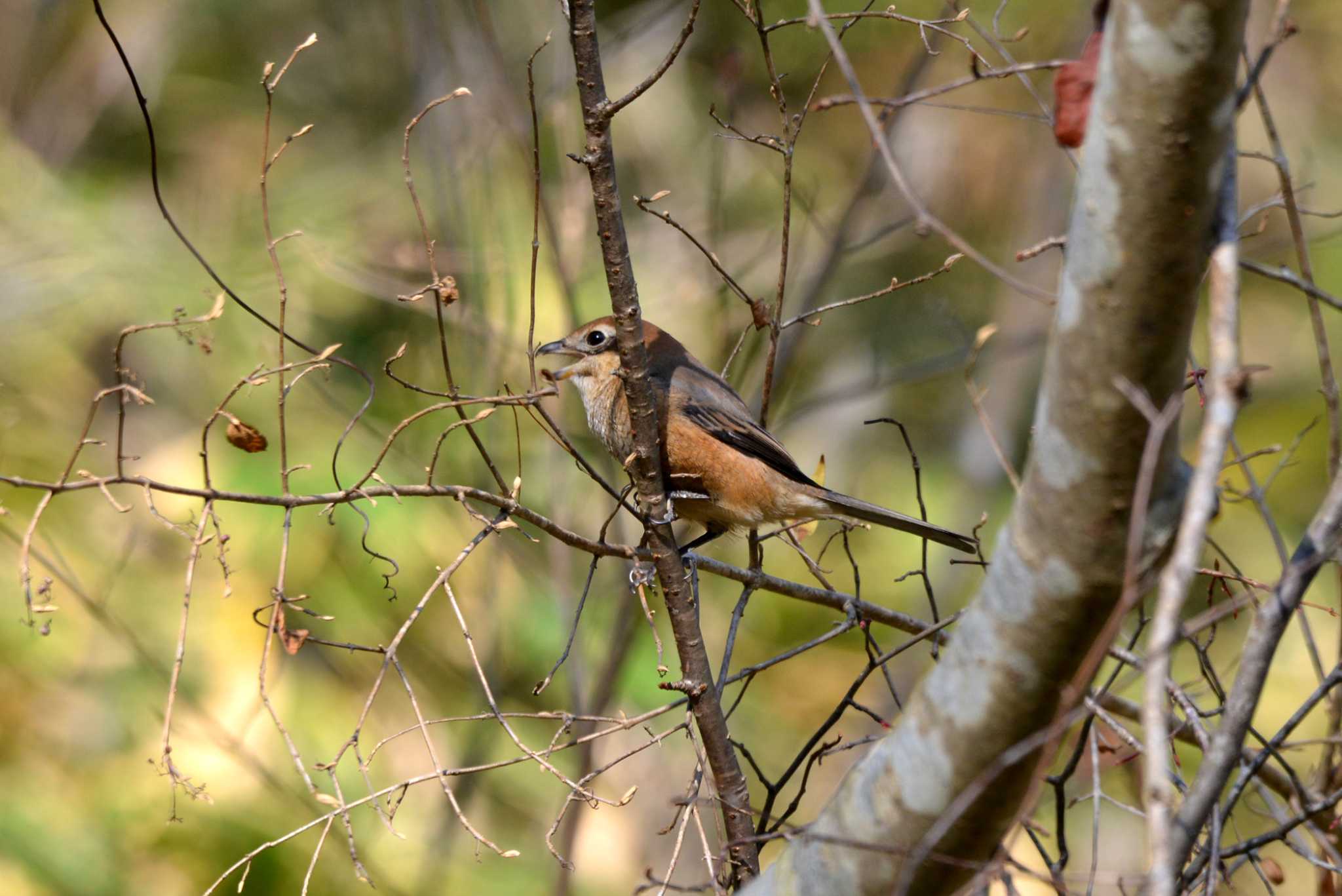 Photo of Bull-headed Shrike at 三河湖園地 by ポッちゃんのパパ