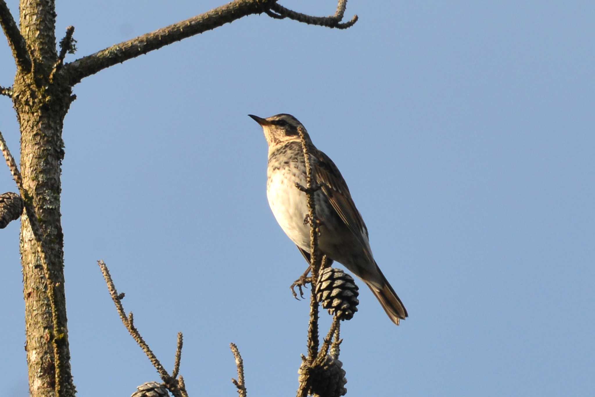 Dusky Thrush