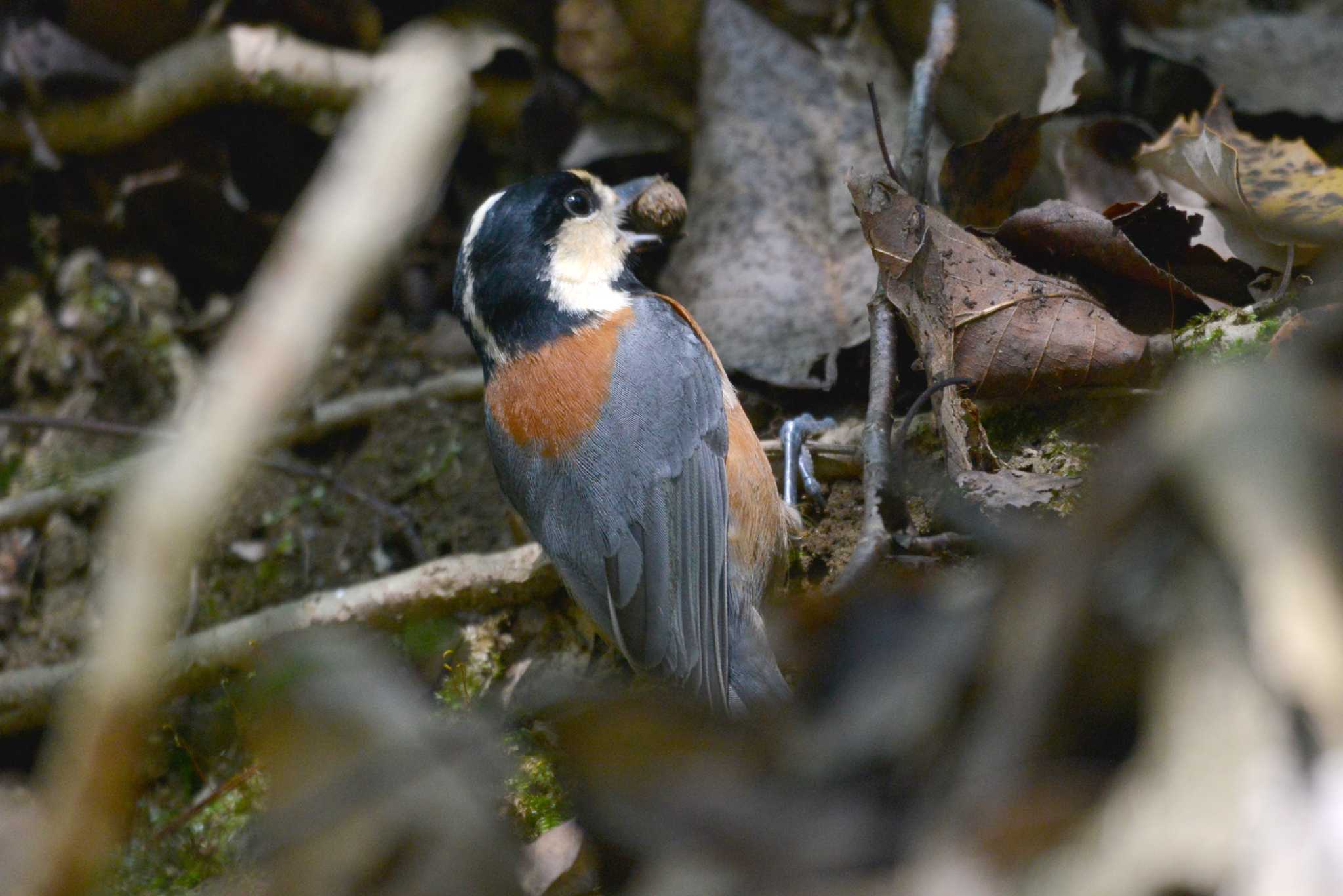 Photo of Varied Tit at 三河湖園地