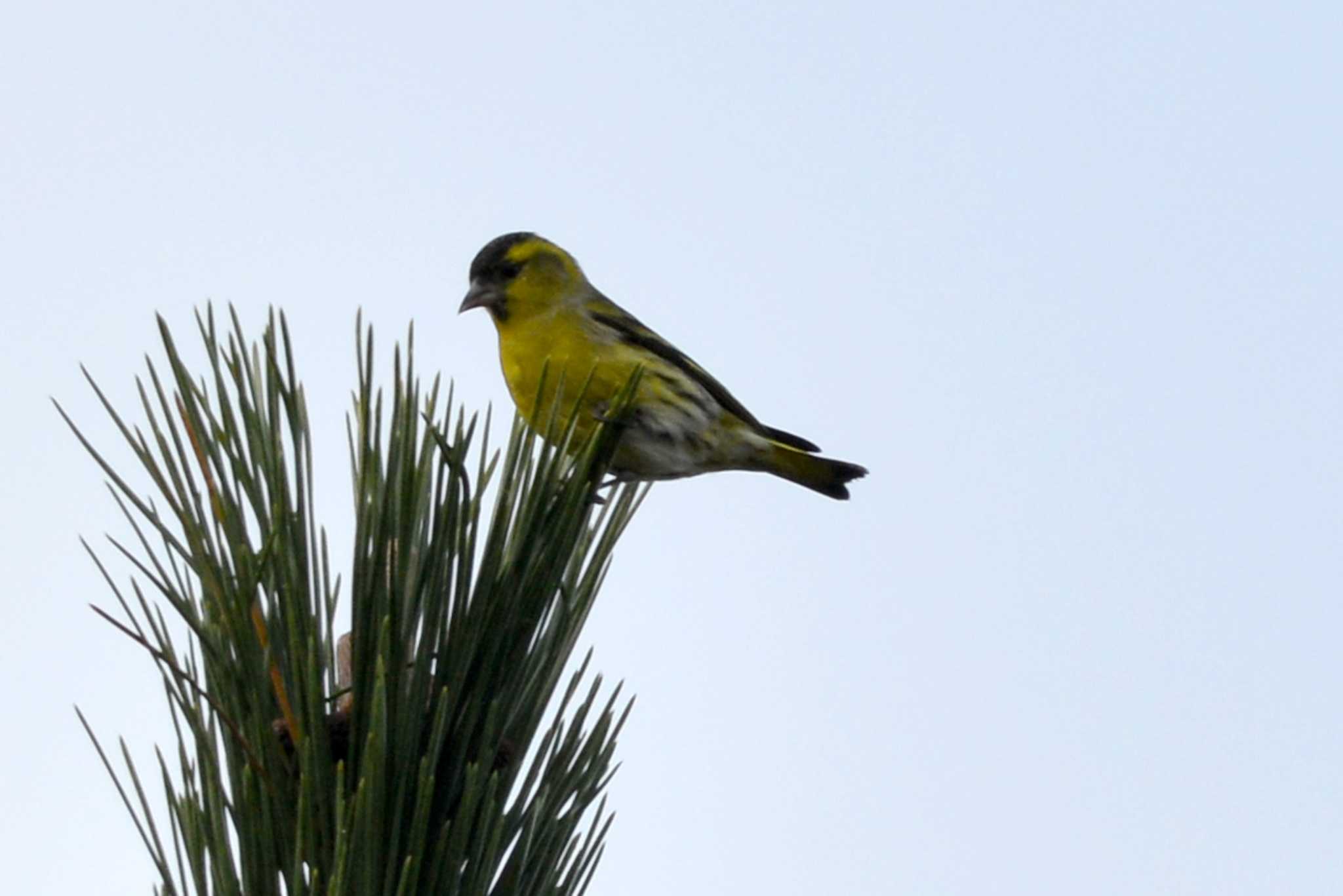 Photo of Eurasian Siskin at 三河湖園地 by ポッちゃんのパパ