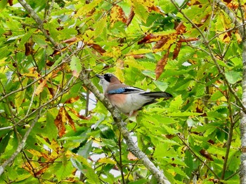 カケス 段戸裏谷 2016年10月22日(土)