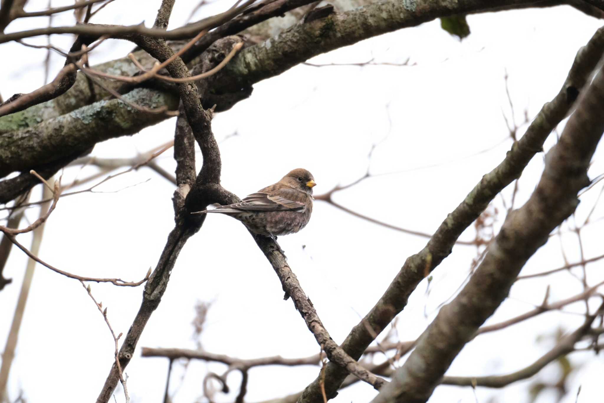 Photo of Asian Rosy Finch at 六甲山