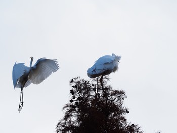 Great Egret 甲山森林公園 Sat, 11/28/2020