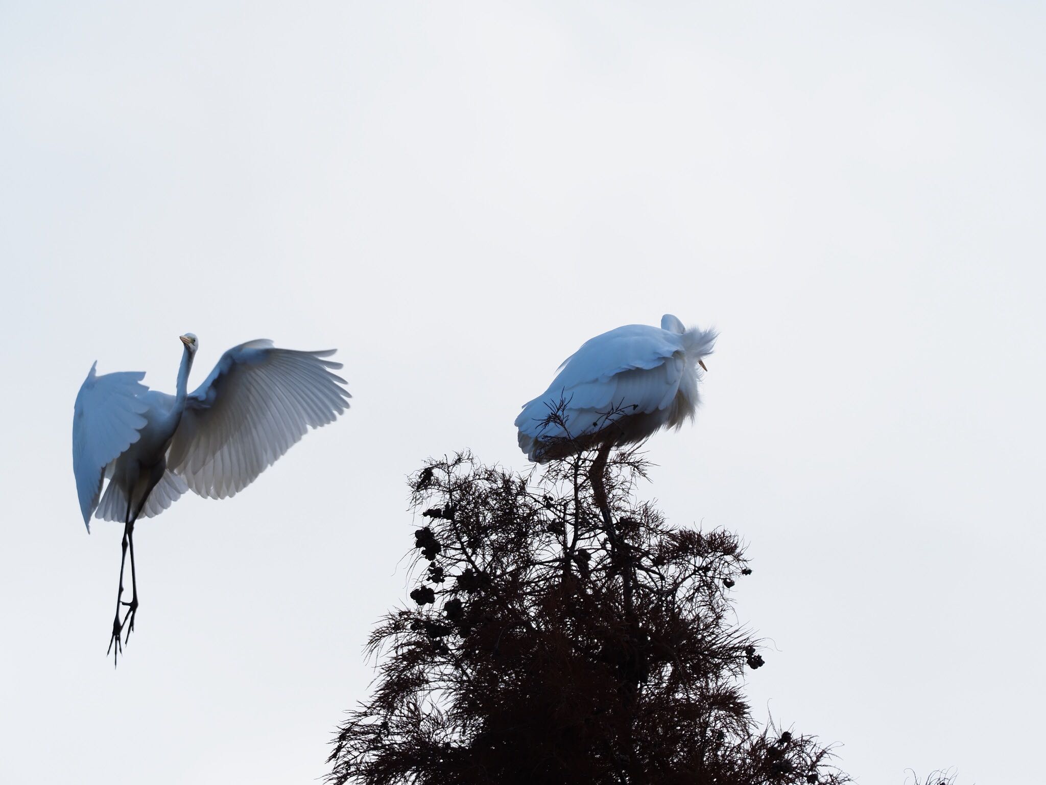 Photo of Great Egret at 甲山森林公園