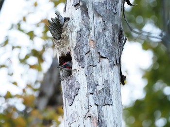 Japanese Green Woodpecker 甲山森林公園 Sat, 11/28/2020