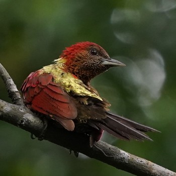 Banded Woodpecker Singapore Botanic Gardens Sat, 11/28/2020