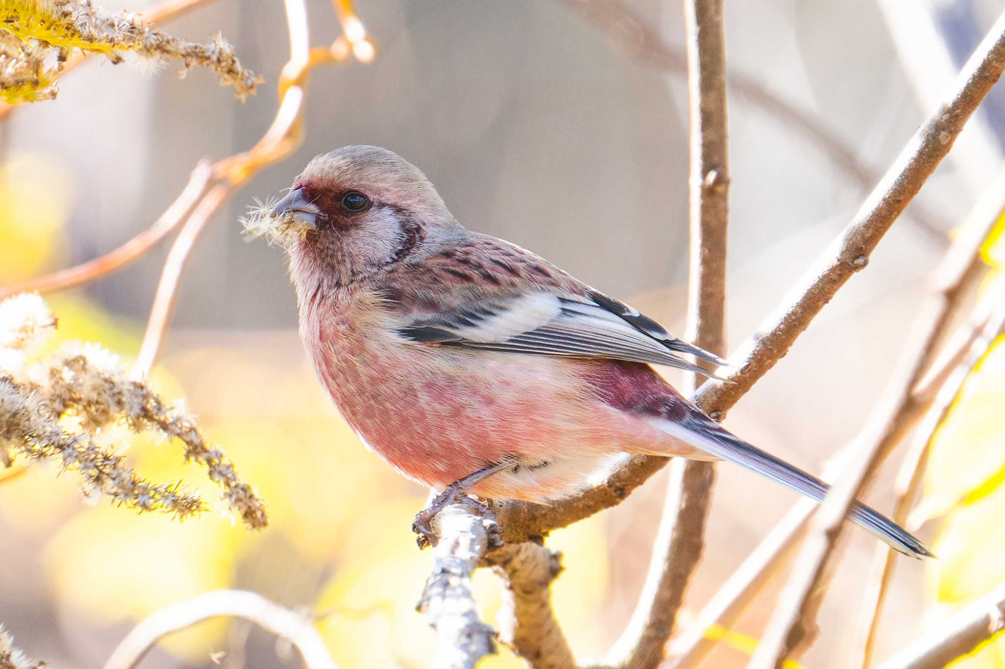 １ヵ月振りの鳥見でした(^^)