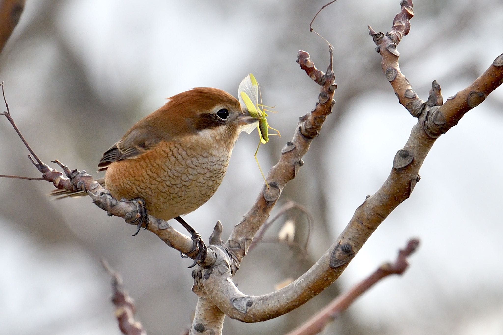 Photo of Bull-headed Shrike at 香川県