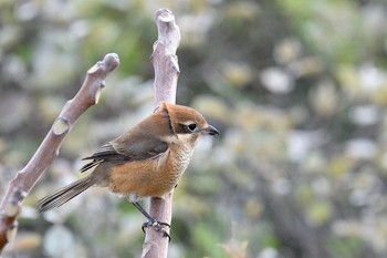 モズ 香川県 2020年11月28日(土)