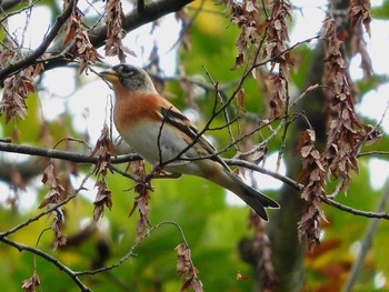 Brambling 段戸裏谷 Sat, 10/22/2016