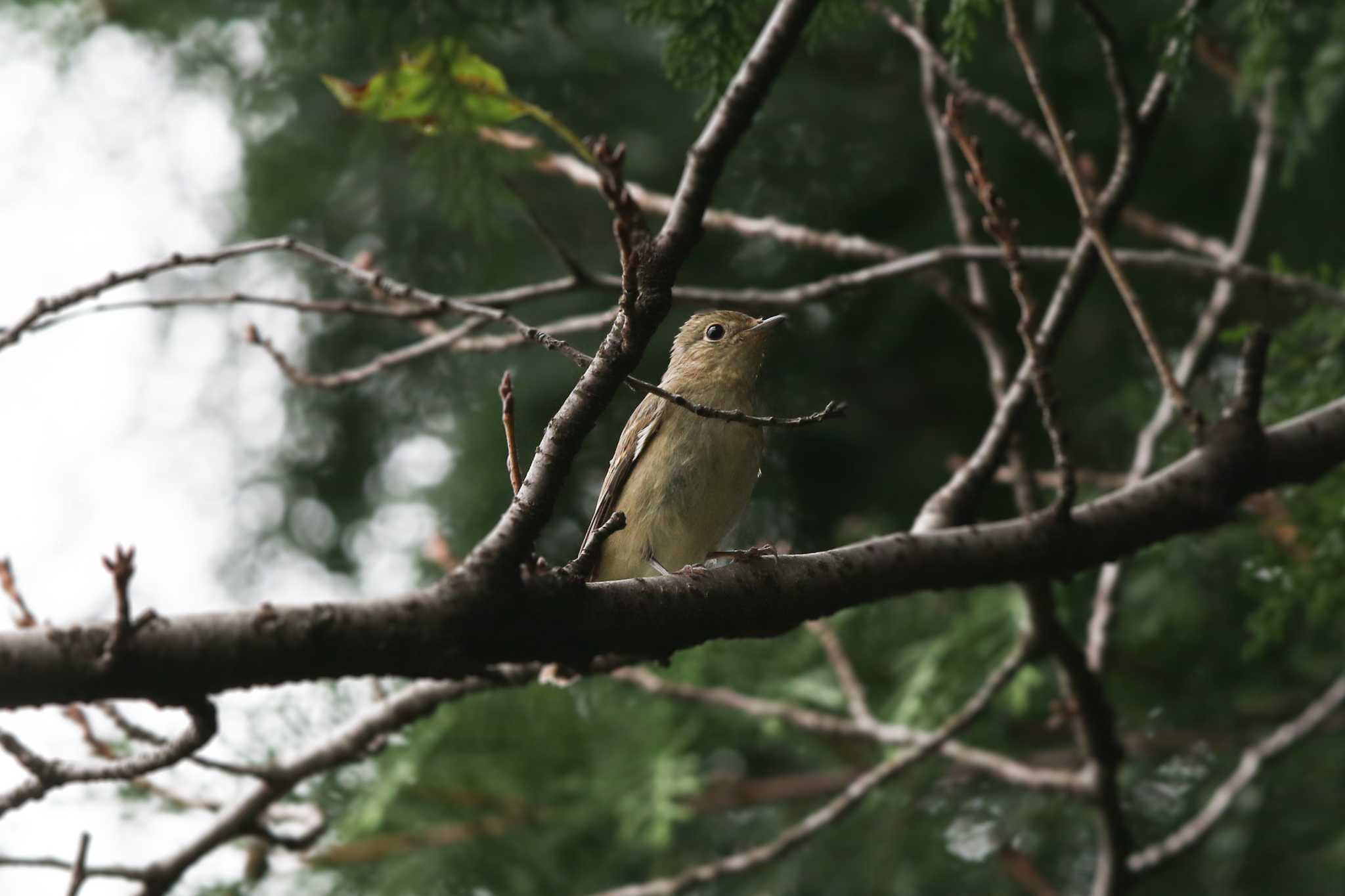 Photo of Narcissus Flycatcher at Koishikawa Botanical Garden(University of Tokyo)