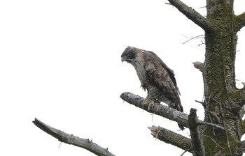 Mountain Hawk-Eagle 岐阜県 Fri, 11/14/2014