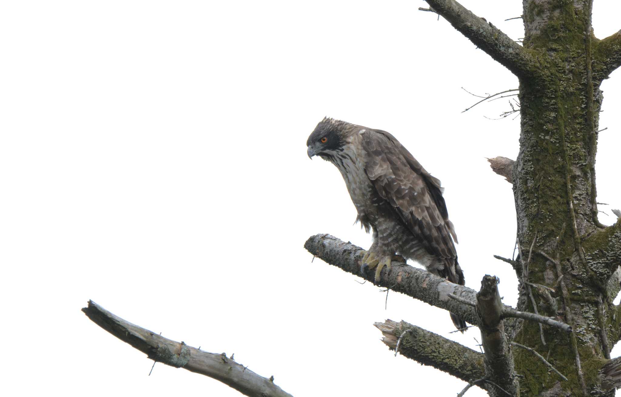 Photo of Mountain Hawk-Eagle at 岐阜県