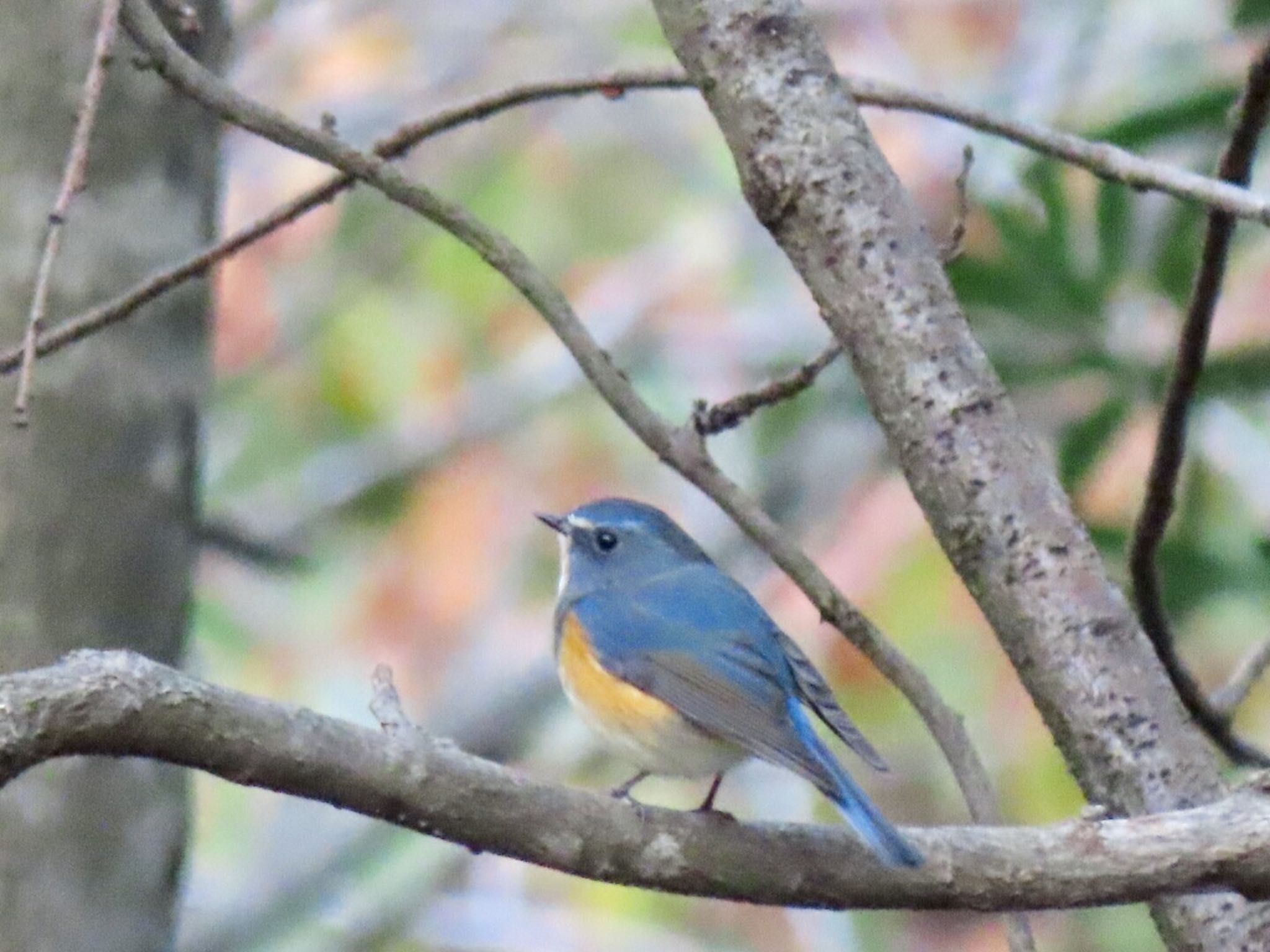 Photo of Red-flanked Bluetail at 泉南市