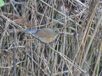 Red-flanked Bluetail 泉南市 Sat, 11/28/2020