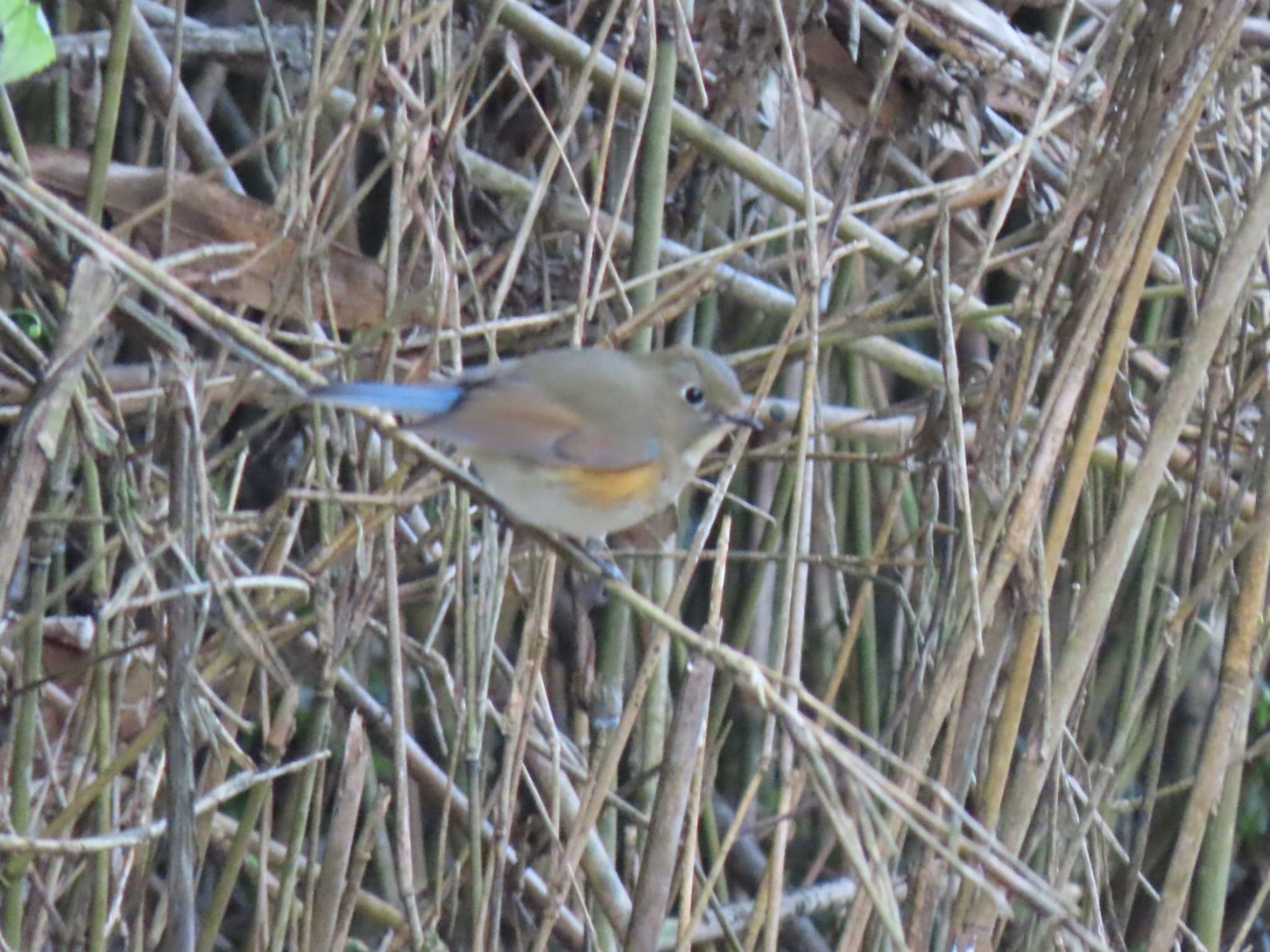 Photo of Red-flanked Bluetail at 泉南市