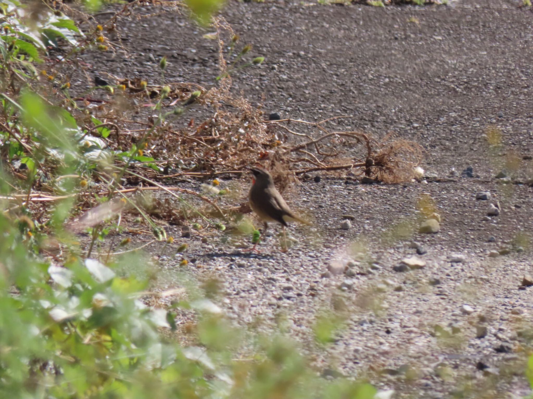 Photo of Siberian Rubythroat at 泉南市